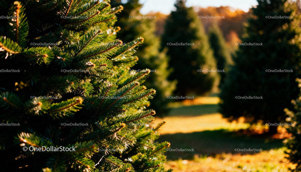 Green Pine Trees in Sunlit Outdoor Field