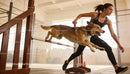 Active woman training her dog to jump hurdles indoors