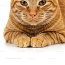 Closeup of Relaxed Ginger Cat Paws and Face
