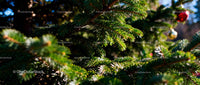 Sunlit Green Pine Tree Branches with Christmas Ornaments