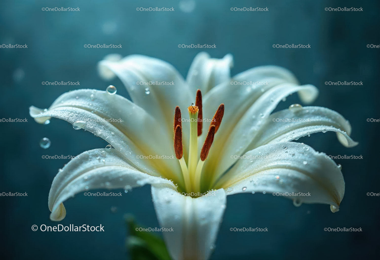 Close-up of White Lily with Water Droplets in Floral Macro Photography