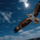 Majestic Hawk Soaring in Bright Blue Sky