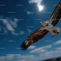 Majestic Hawk Soaring in Bright Blue Sky