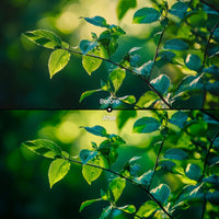 Nature XMP presets preview with warm vibrant green leaf tones