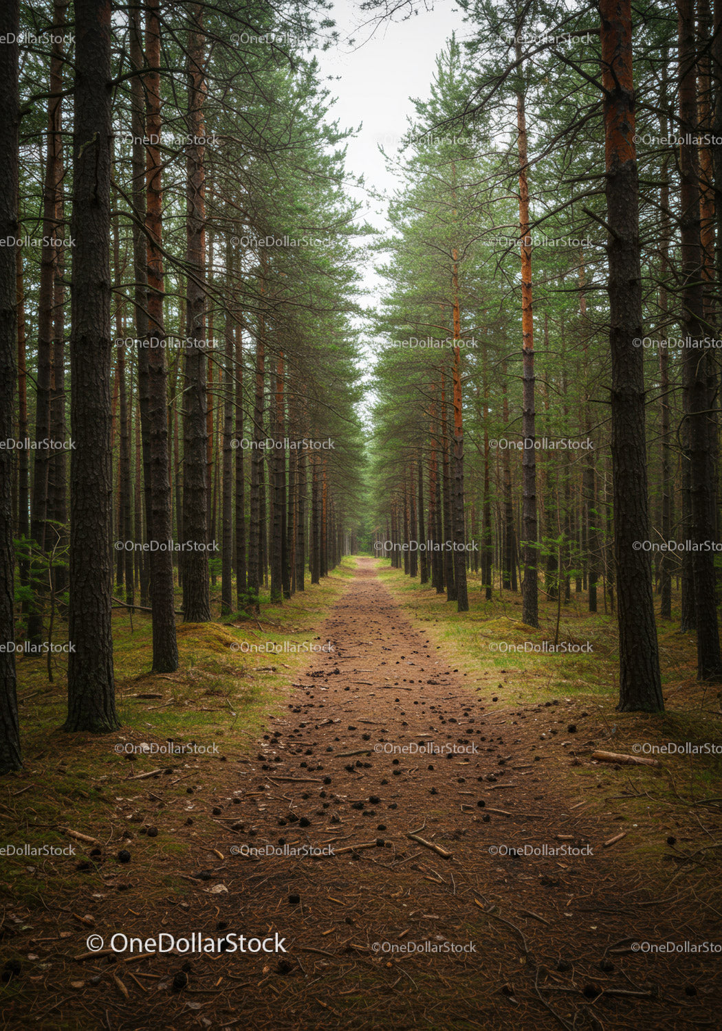 Serene forest path lined with tall pine trees