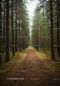 Serene forest path lined with tall pine trees