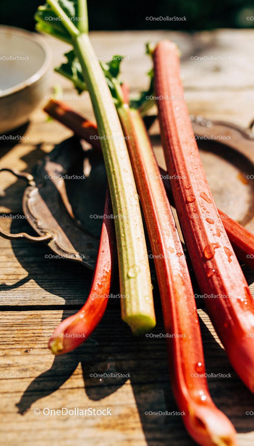 Fresh rhubarb stalks with morning dew on vintage tray