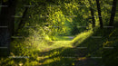 Sunlit Forest Path Amidst Lush Greenery