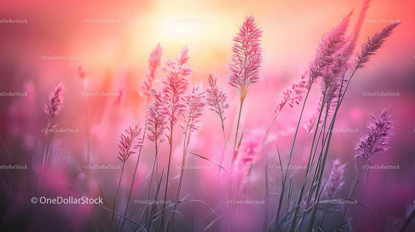 Dreamy Pink Grasses at Sunset in a Serene Landscape
