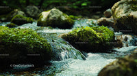 Tranquil Stream Flowing Over Mossy Rocks in Lush Greenery