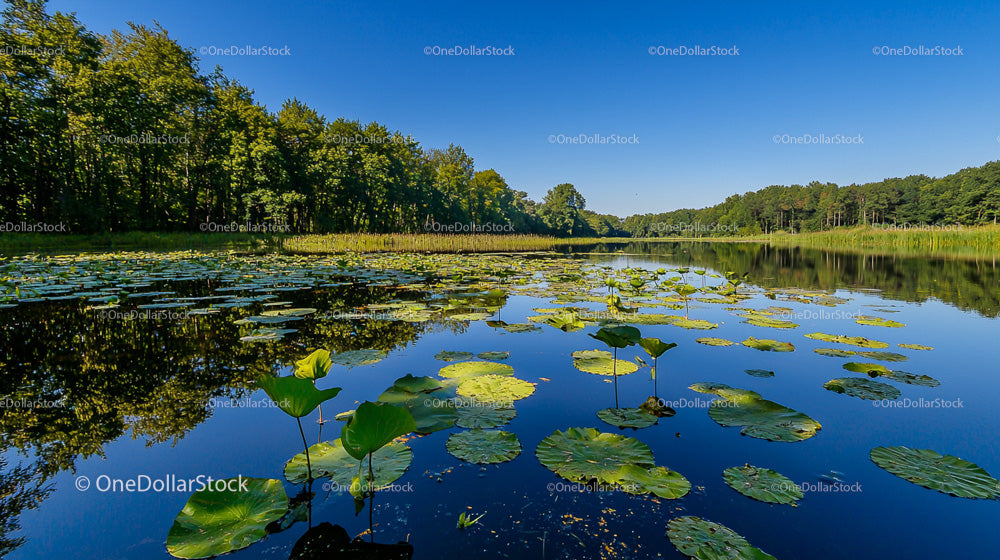 Serene Lake with Water Lilies and Forest Reflection