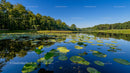 Serene Lake with Water Lilies and Forest Reflection