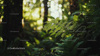Lush Green Fern in Sunlit Forest
