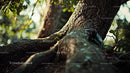Mighty Tree Roots in Sunlit Forest