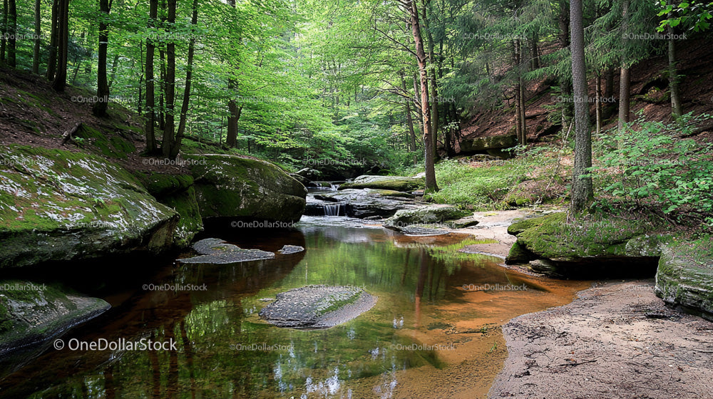 Tranquil Forest Stream Surrounded by Lush Greenery