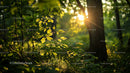 Sunset Illuminating a Serene Forest Scene