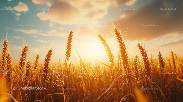Golden Wheat Field at Sunset with Blue Sky