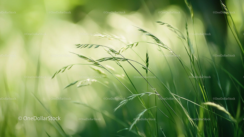 Lush Green Grass Swaying in Sunlit Meadow