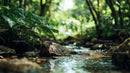 Peaceful Stream Flowing Through Lush Forest