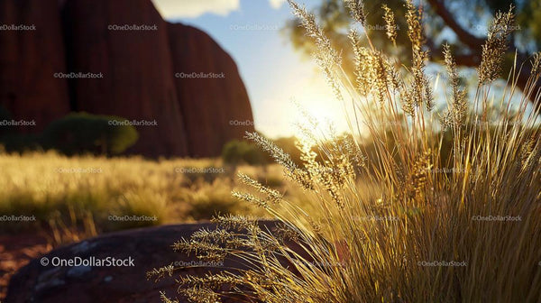 Golden Sunset Over Australian Grasslands Near Uluru
