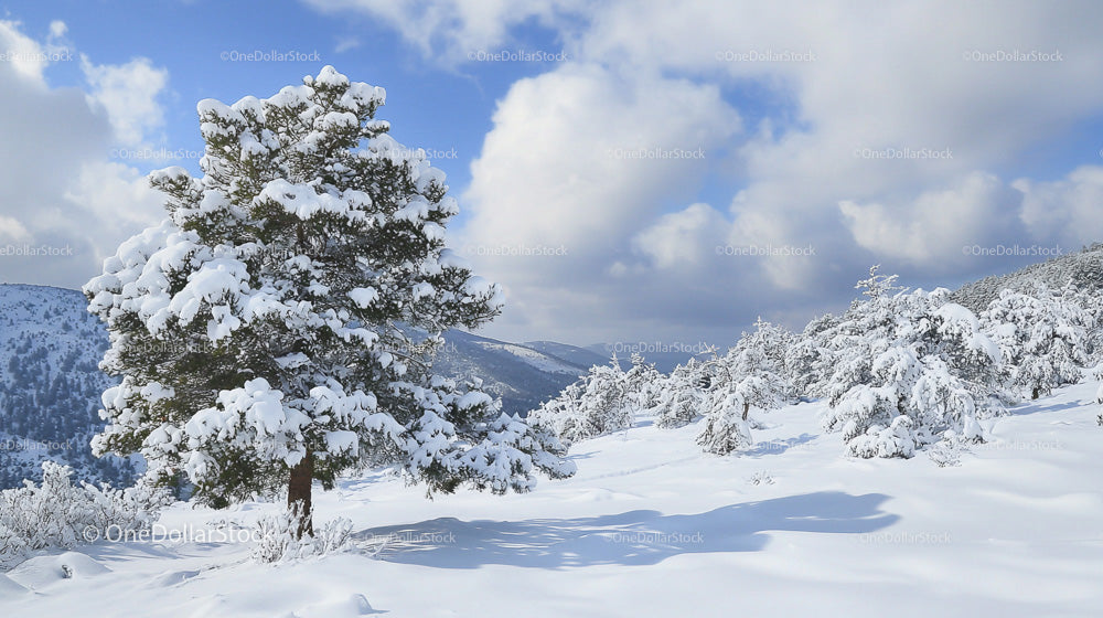 Snow-Covered Pine Tree in Tranquil Winter Landscape