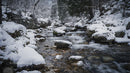 Serene Winter Stream Flowing Through Snowy Woods