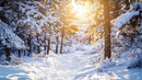 Sunlit Pine Trees in a Snowy Winter Forest
