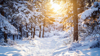 Sunlit Pine Trees in a Snowy Winter Forest