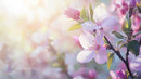 Delicate Cherry Blossoms in Soft Spring Light