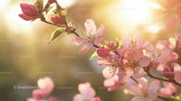 Pink Blossoms in Warm Spring Sunlight