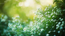 Delicate White Flowers in a Lush Green Garden