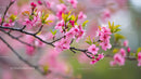 Cherry Blossoms in Full Bloom on a Spring Day