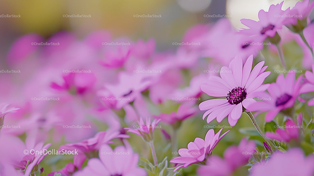 Vibrant Field of Pink Daisies in Full Bloom
