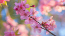 Pink Cherry Blossoms in Full Spring Bloom