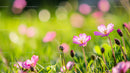 Pink Wildflowers Blooming in Lush Green Grass