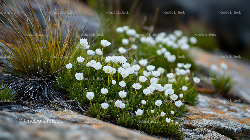 Delicate White Flowers in a Rocky Mountain Setting