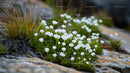 Delicate White Flowers in a Rocky Mountain Setting