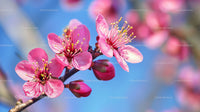 Pink Cherry Blossoms Blooming on a Sunny Day