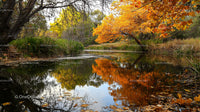 Golden Autumn Trees Reflecting in a Tranquil Pond