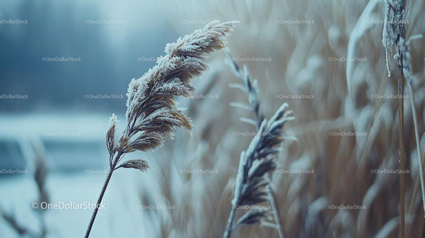 Frosty Grass in a Serene Winter Landscape