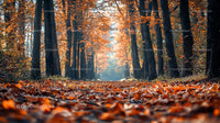 Autumn Pathway Through Vibrant Orange Foliage