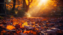 Sunlit Autumn Leaves on a Forest Floor in Golden Hour