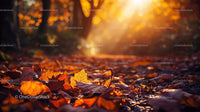 Sunlit Autumn Leaves on a Forest Floor in Golden Hour