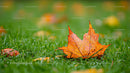 Vibrant Orange Maple Leaf on Dewy Green Grass in Autumn