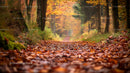 Autumn Forest Path Covered in Colorful Fallen Leaves