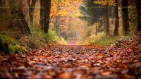Autumn Forest Path Covered in Colorful Fallen Leaves