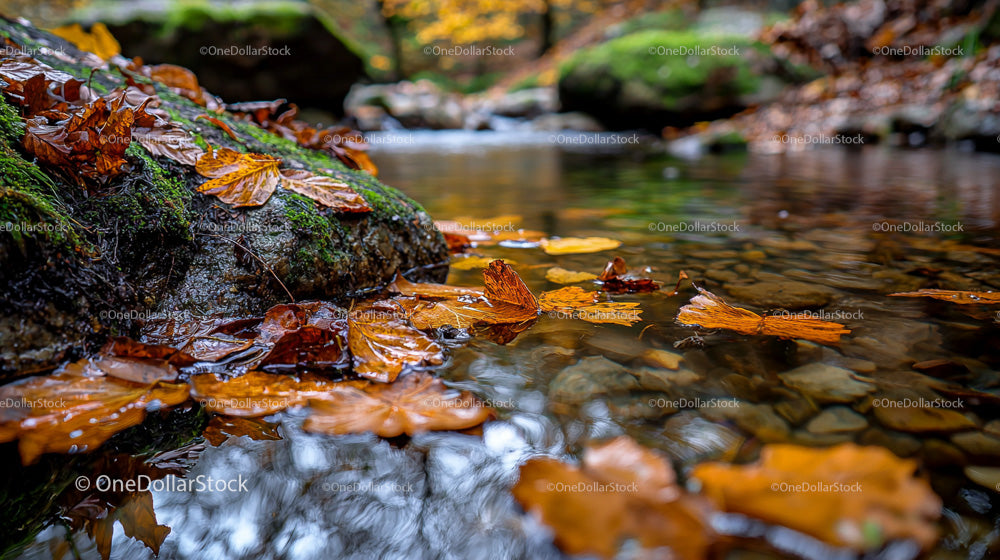 Vibrant Autumn Leaves on Tranquil Creek