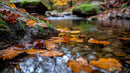 Vibrant Autumn Leaves on Tranquil Creek