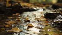 Golden Autumn Leaves in Tranquil Forest Stream