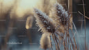 Frost-Covered Reeds at Sunset in Calm Winter Landscape